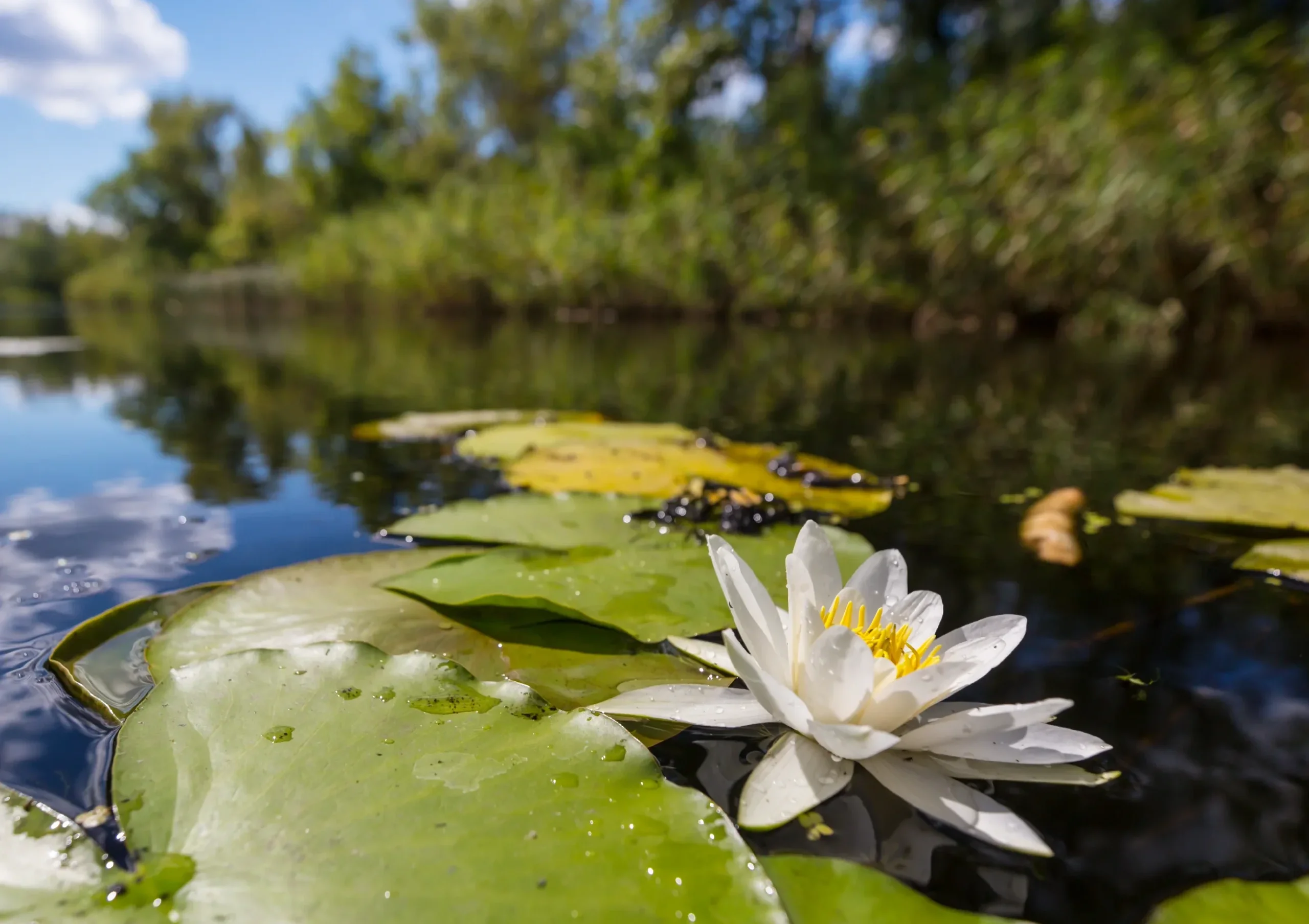 Contact Lily Pad Occupational Therapy