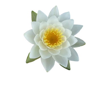 Lily Pad Occupational Therapy Lily