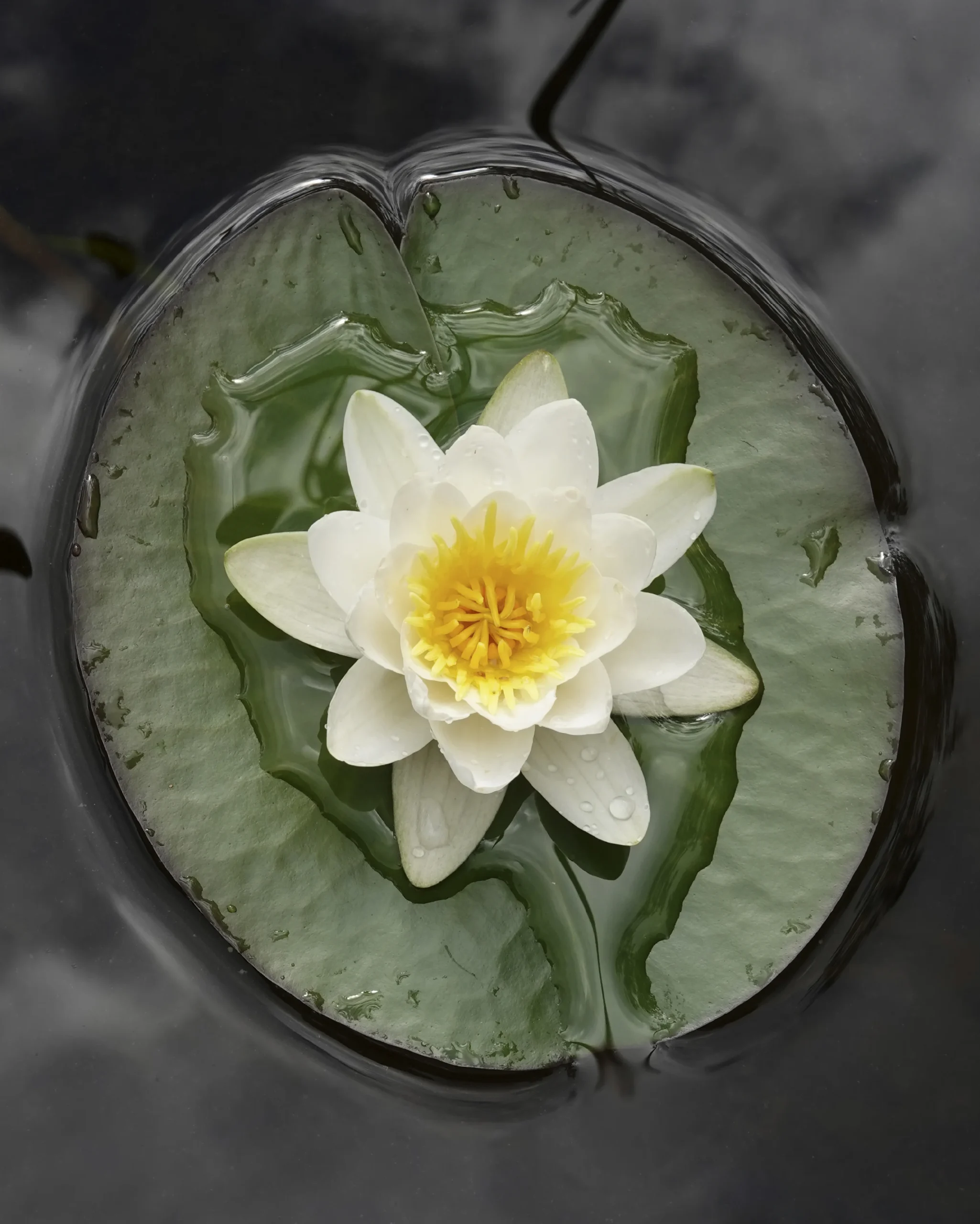 About Lily Pad Occupational Therapy