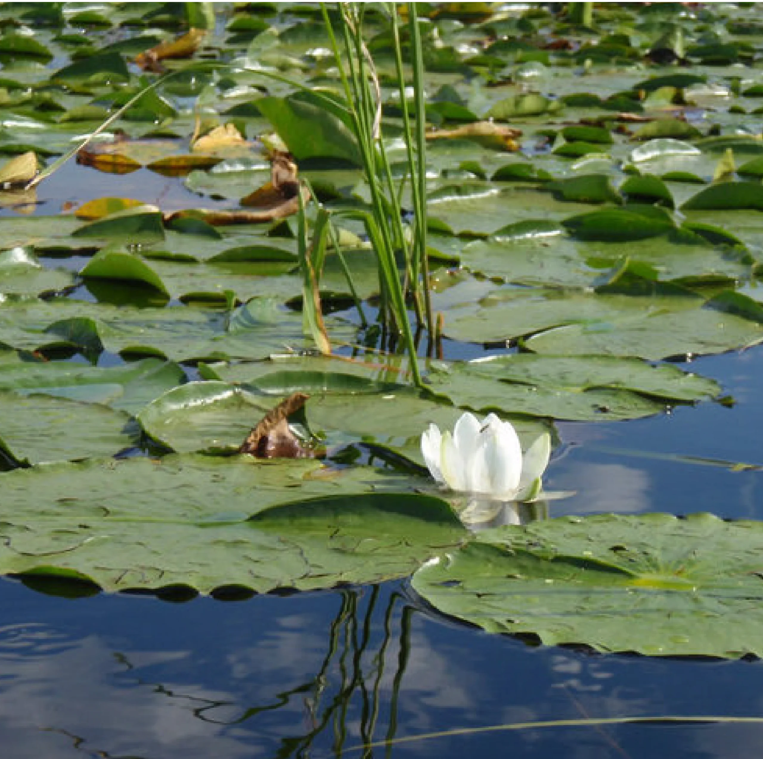 Occupational Therapy