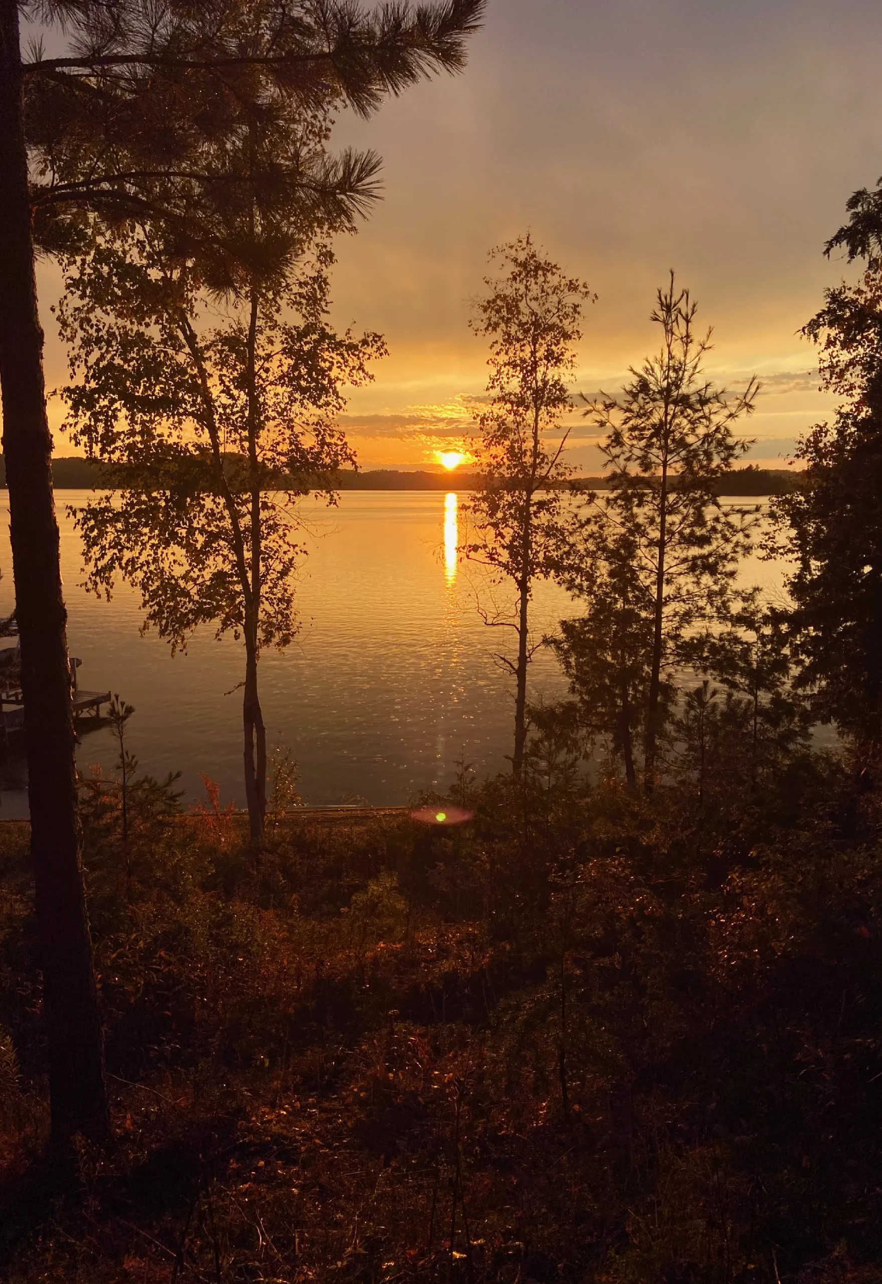 Services Lily Pad Occupational Therapy Offers